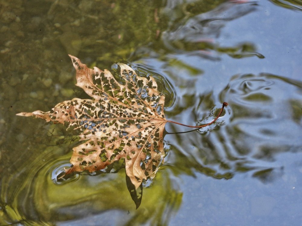 Leaf on the river