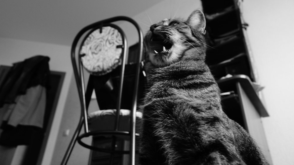 Хор Турецкого