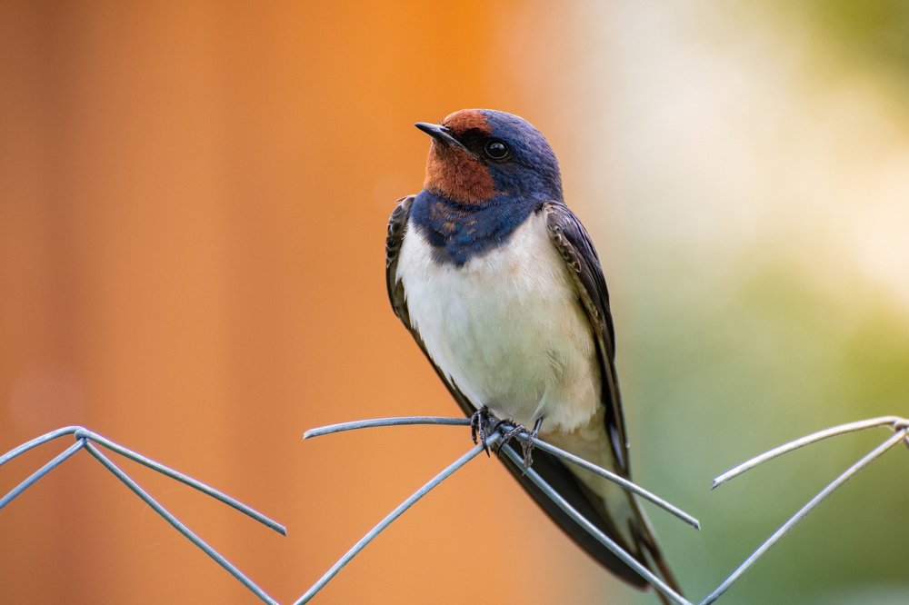 Деревенская ласточка