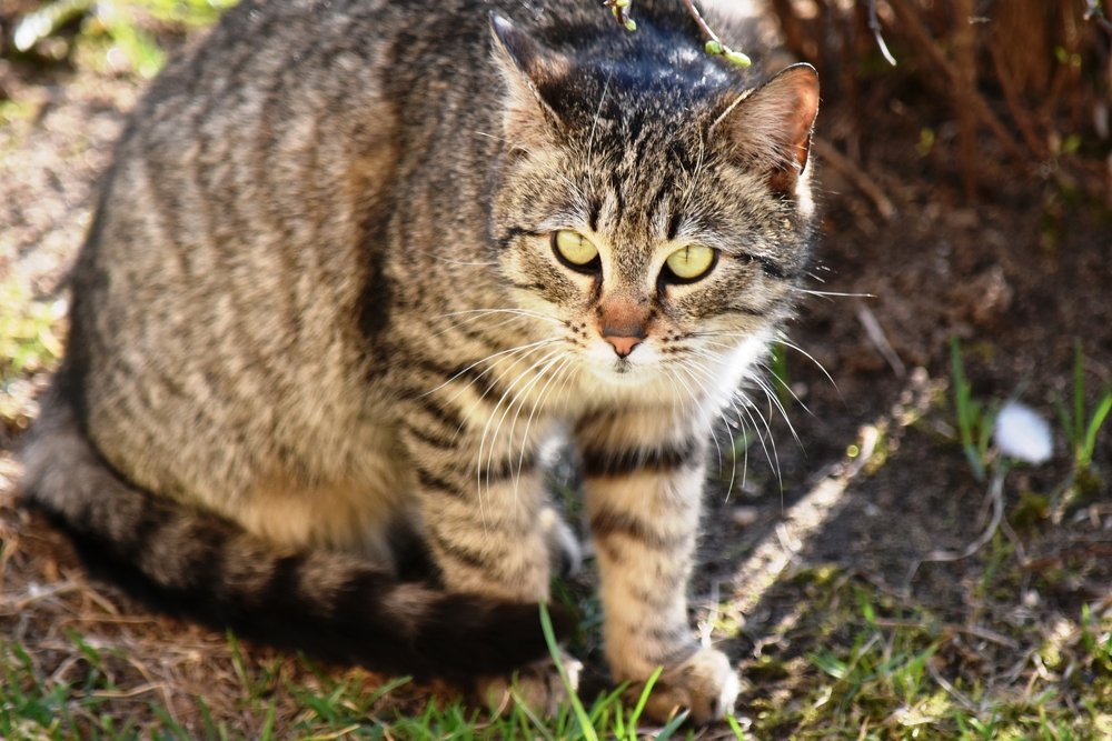 On the hunt / На охоте