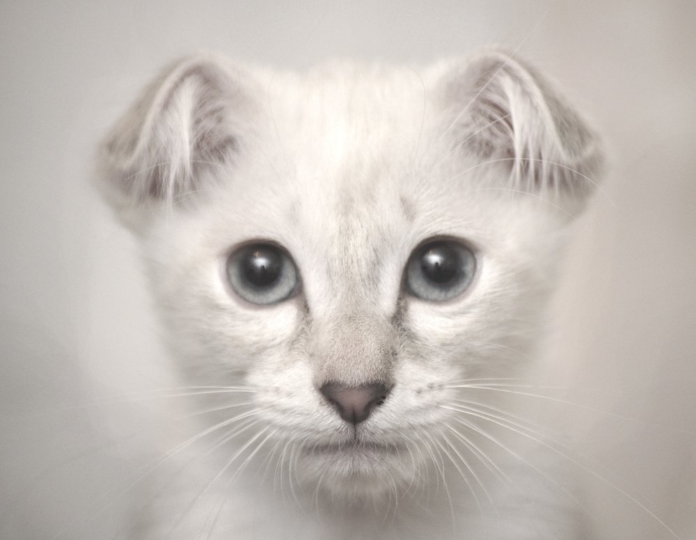 Кошачий портрет