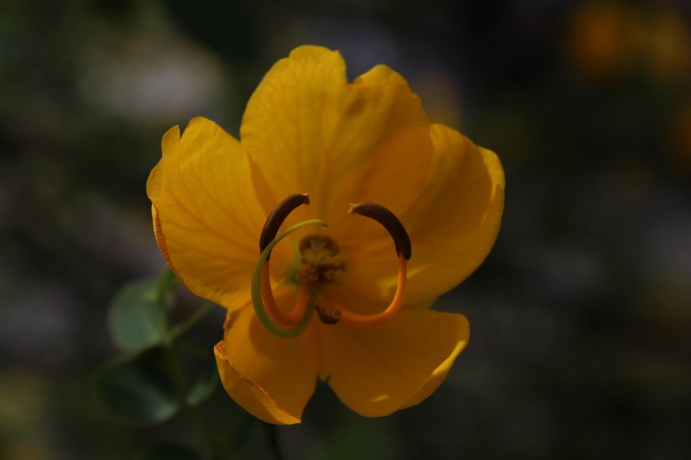 Photograph by Wislei rabello