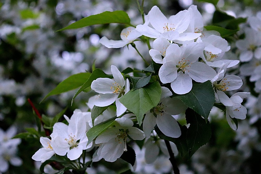 Цветущих яблонь волшебство ...