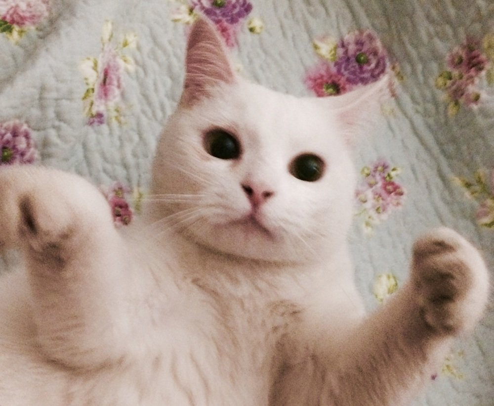 Photograph by ANTONIO LAFAIETE PAPAIANO