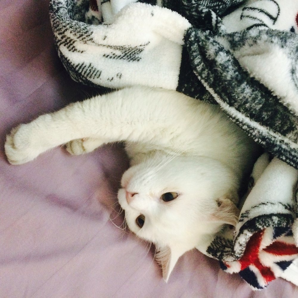 Photograph by ANTONIO LAFAIETE PAPAIANO