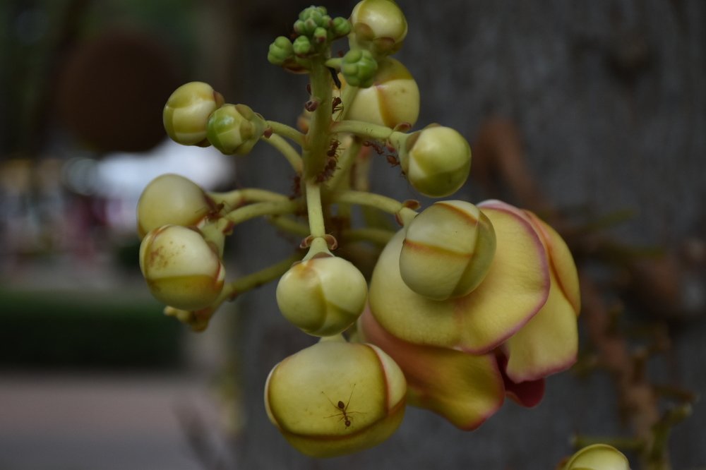 Photograph by Clofil Jane Odapin