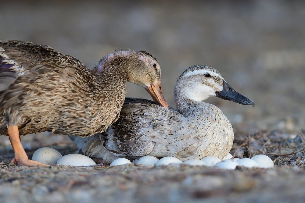 Duck Family and Expectation