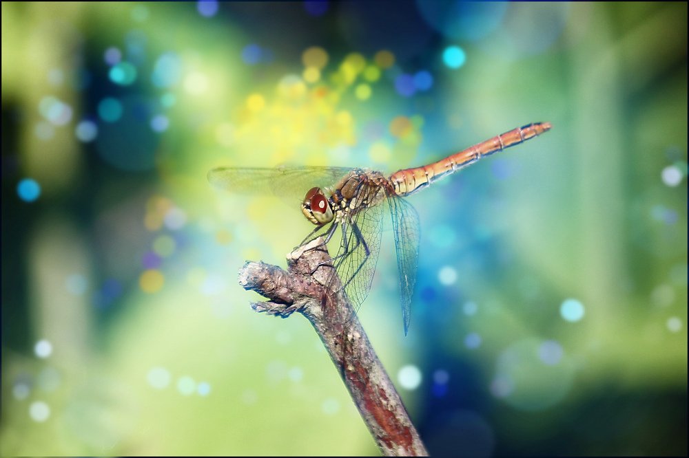 Photograph by Роман Сергеев