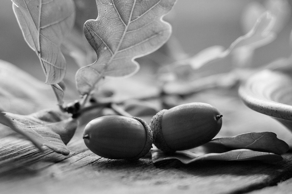 Photograph by Александра Шайдурова