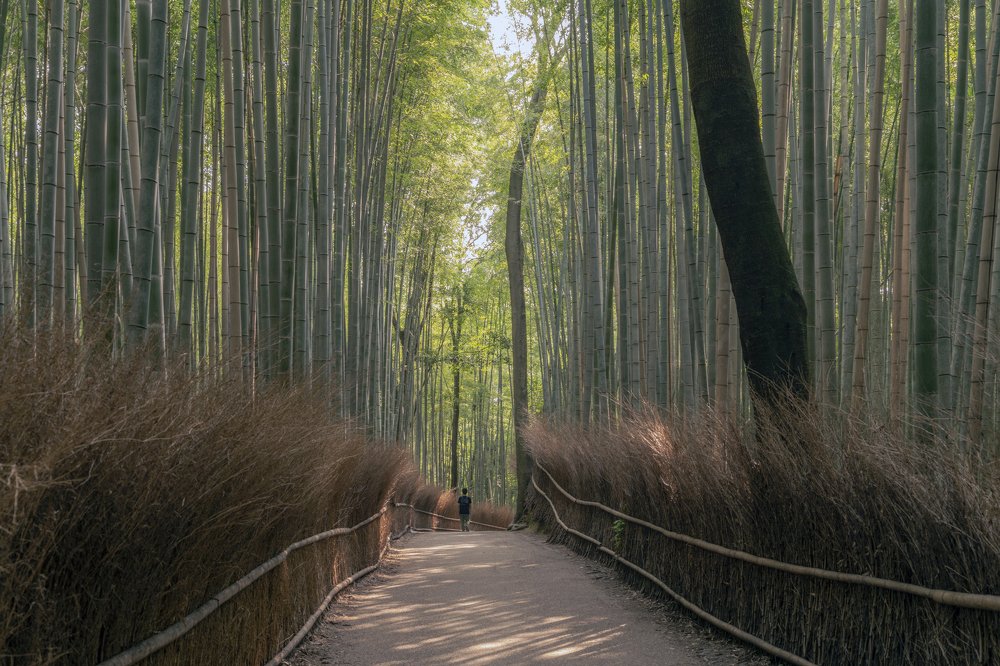 Бамбуковая роща в Аросияме, Киото