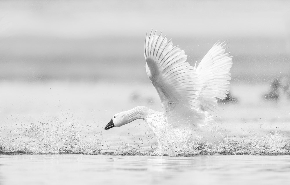 White swan goose fly away