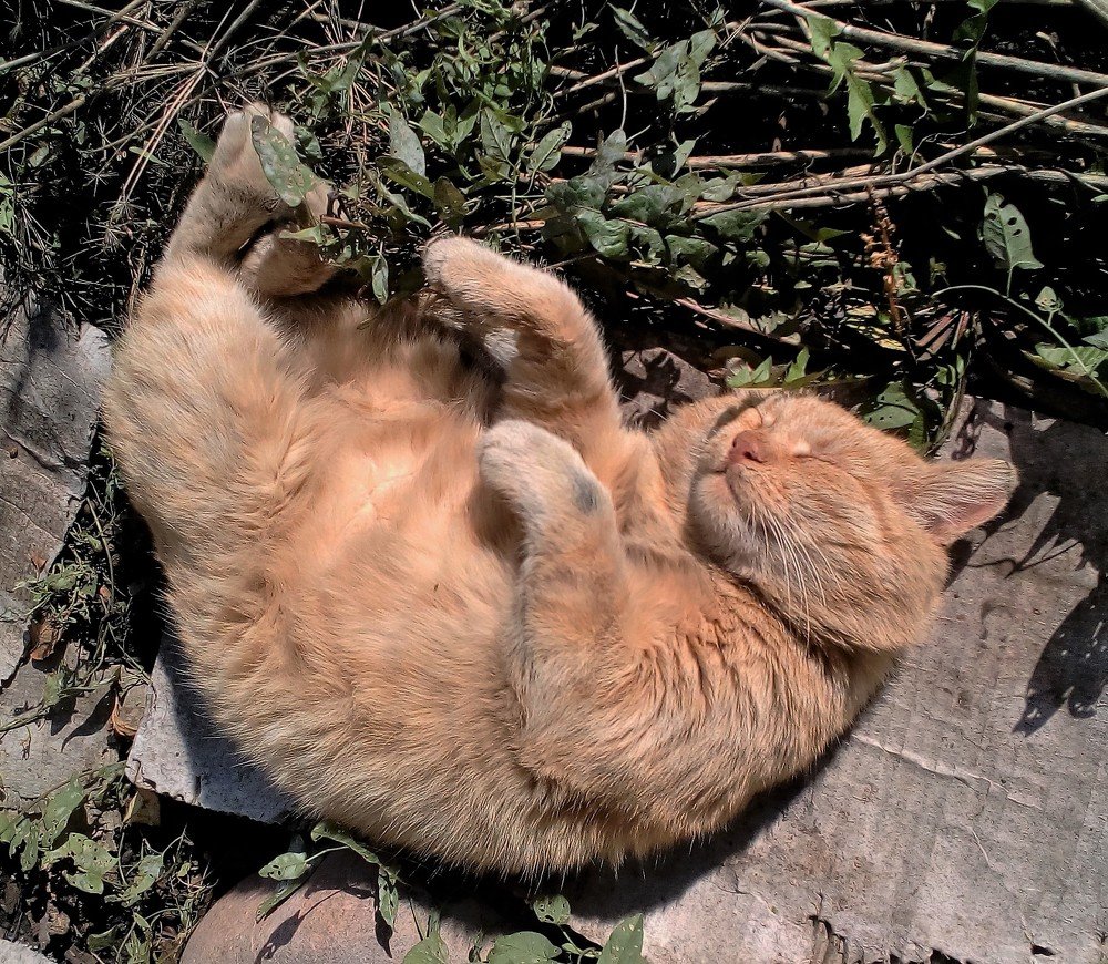 Рыжик на даче.