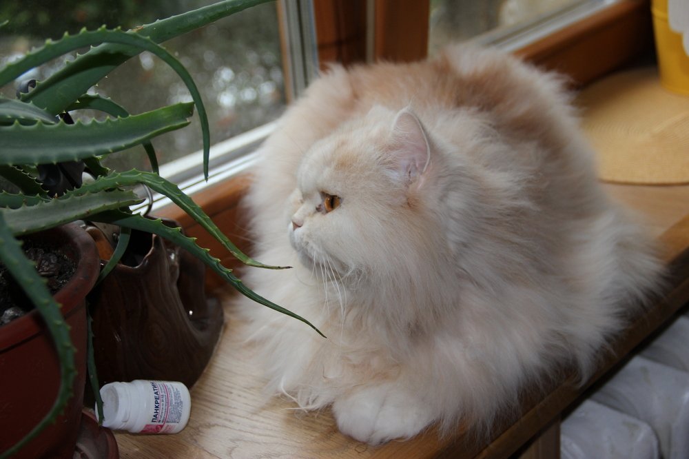 Фотосессия кота.