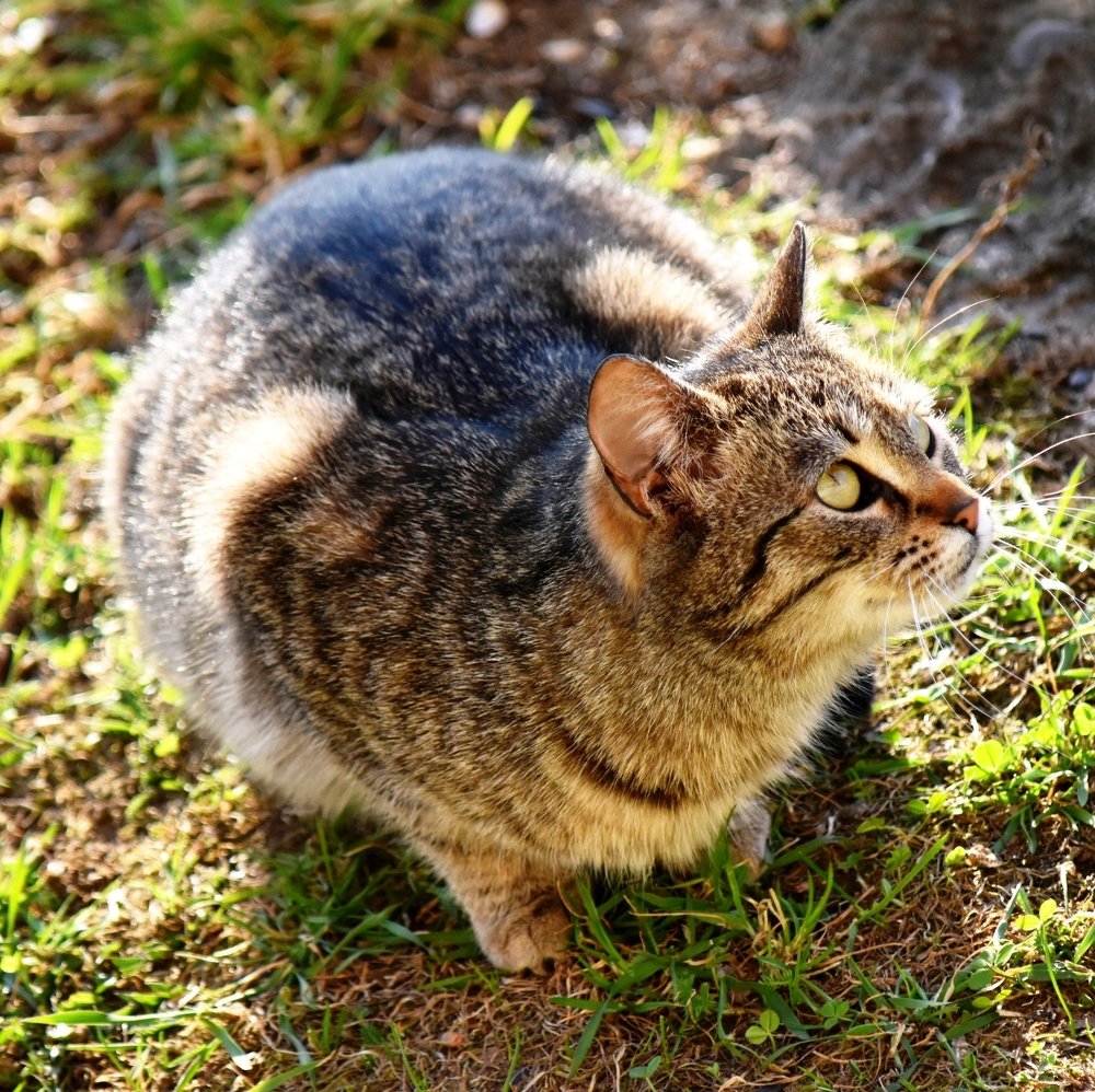 Mistress, it's time to feed! / Хозяйка, пора кормить!