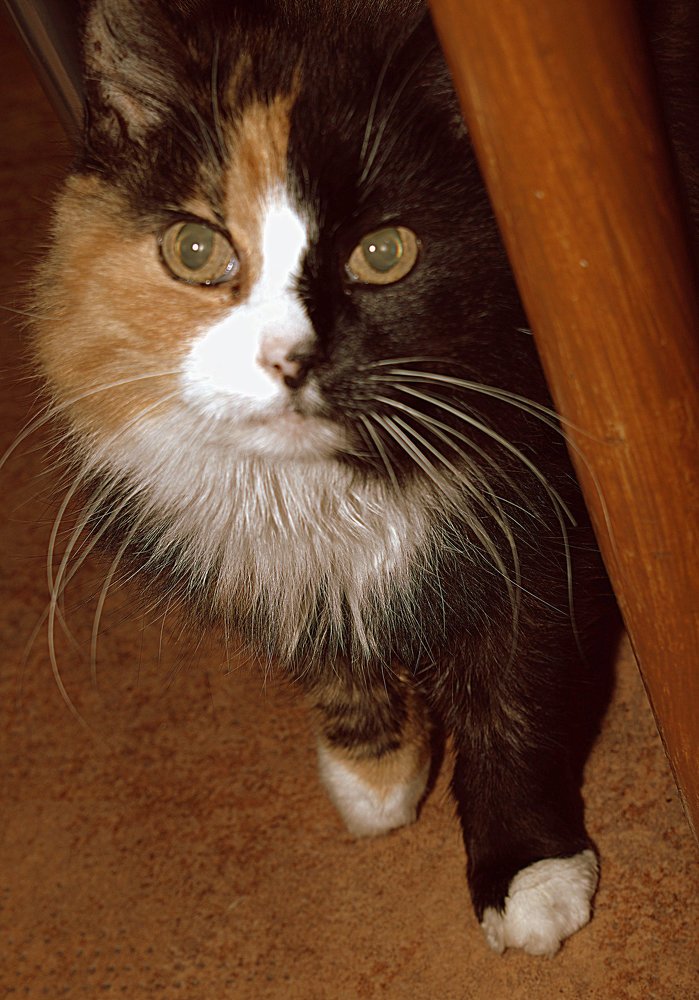 Where is this dog? / Где эта собака?