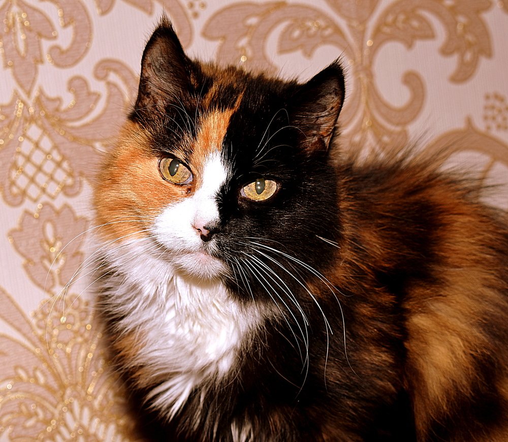 Where I - happiness there! / Где я - там счастье!