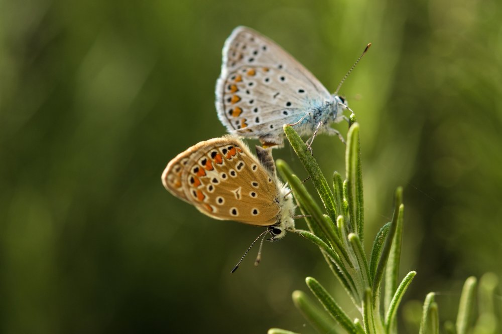 Две красавицы