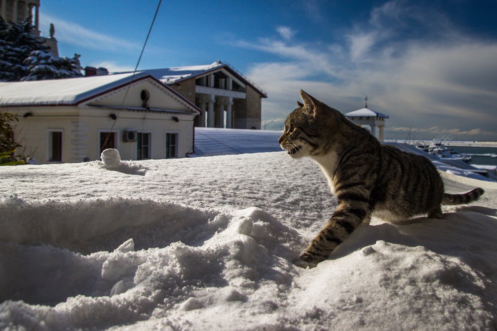 Photograph by Евгений Симион