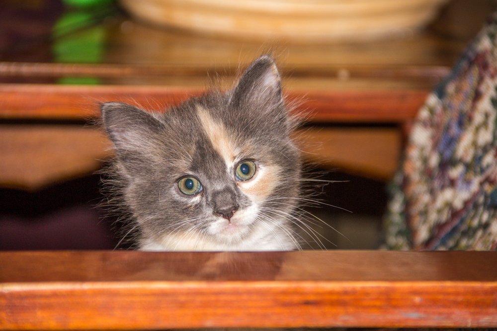 Photograph by Евгений Симион