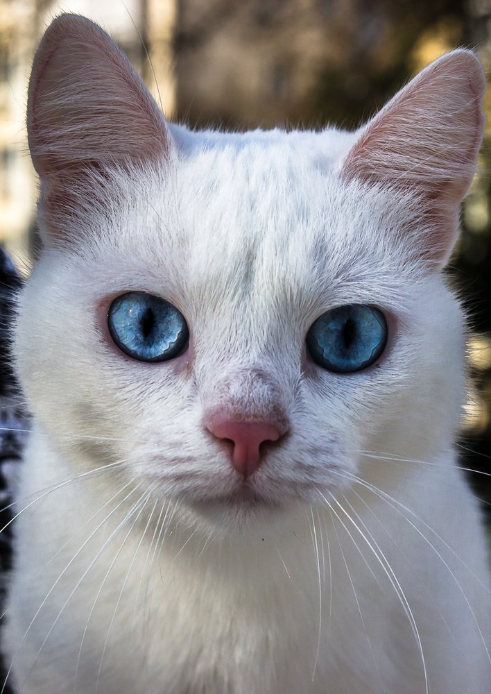 Photograph by Евгений Симион