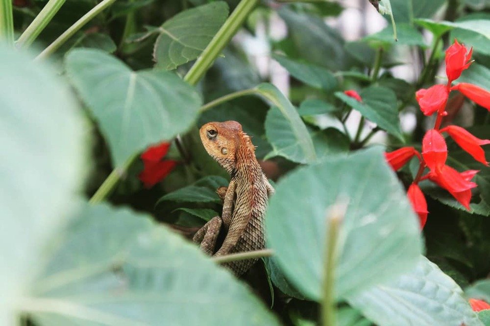 Фотография автора Sabita Adhikari