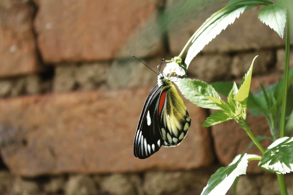 Фотография автора Sabita Adhikari