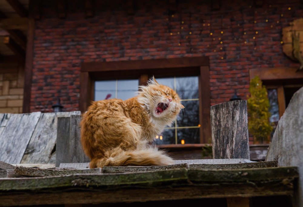 Фотография автора Елена Супиталёва