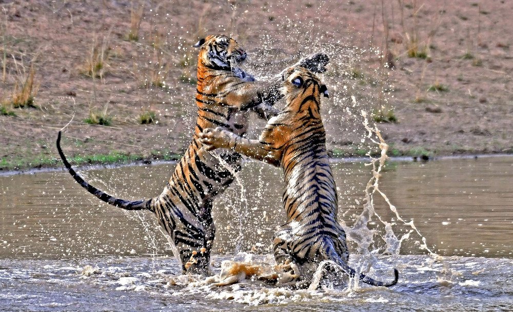 Photograph by Nirmalya Chakraborty