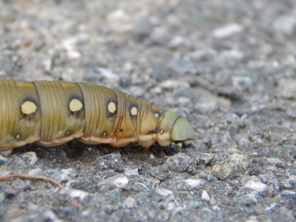 Фотография автора Юлия Кучеренко
