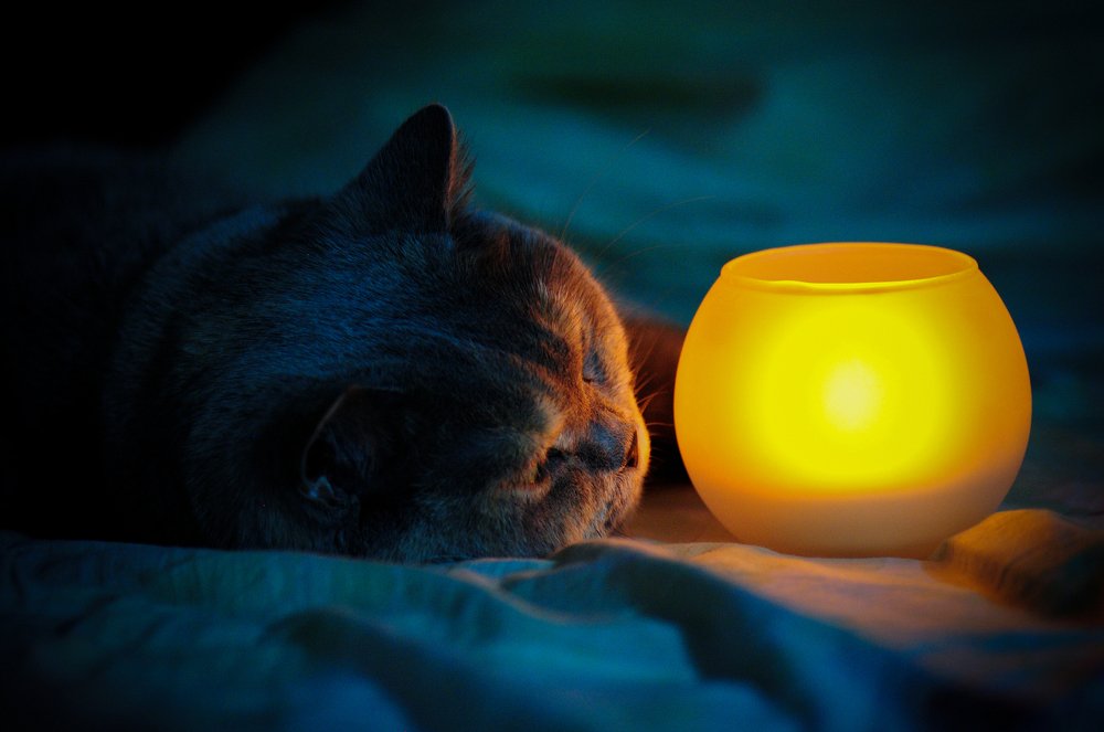 Мечтания в ночи