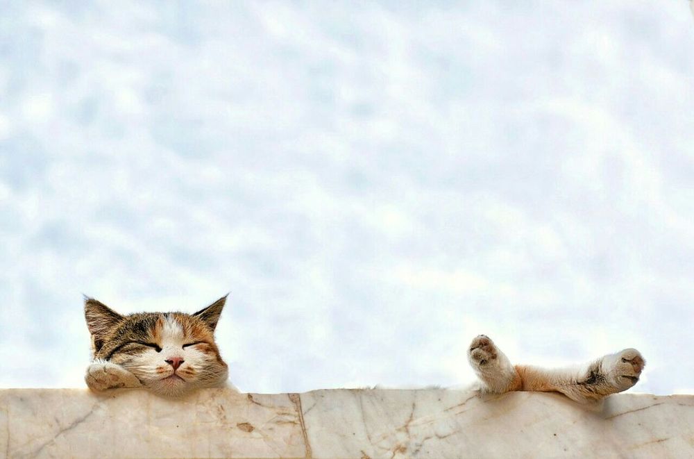 Photograph by Mina Yazdani rad