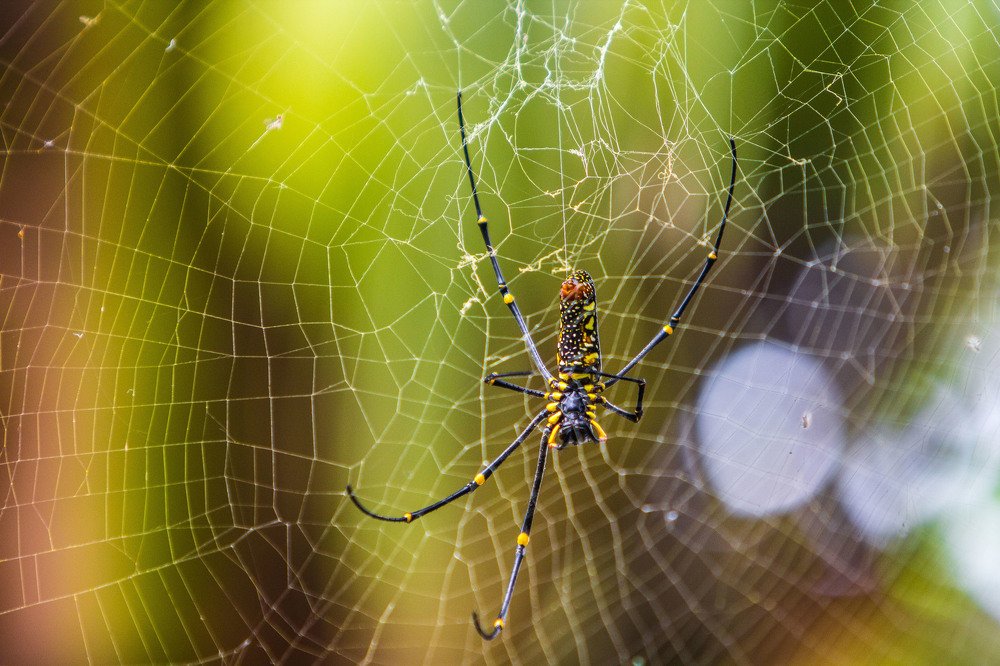 Photograph by Александр Лапшин