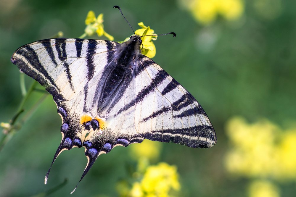 Бабочка на цветке