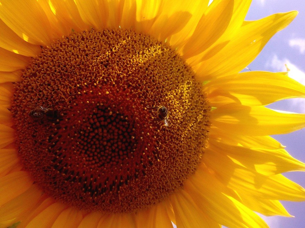 Улыбка лета(ПРИВЕТ!)