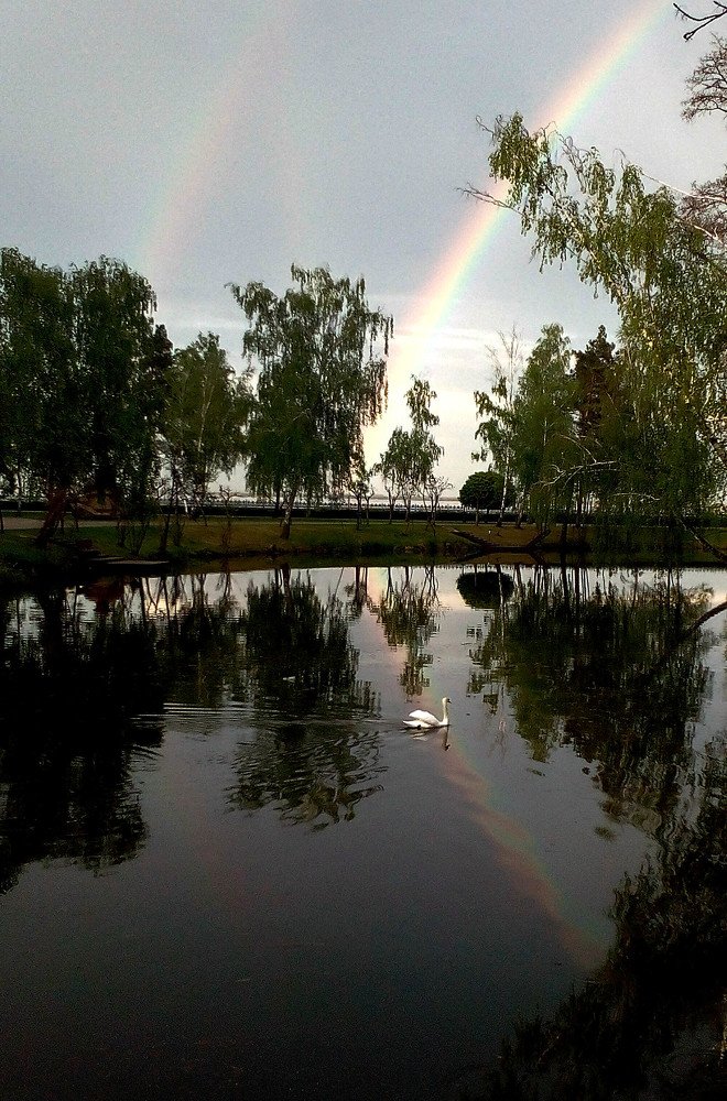 Радужный лебедь или в активном поиске...