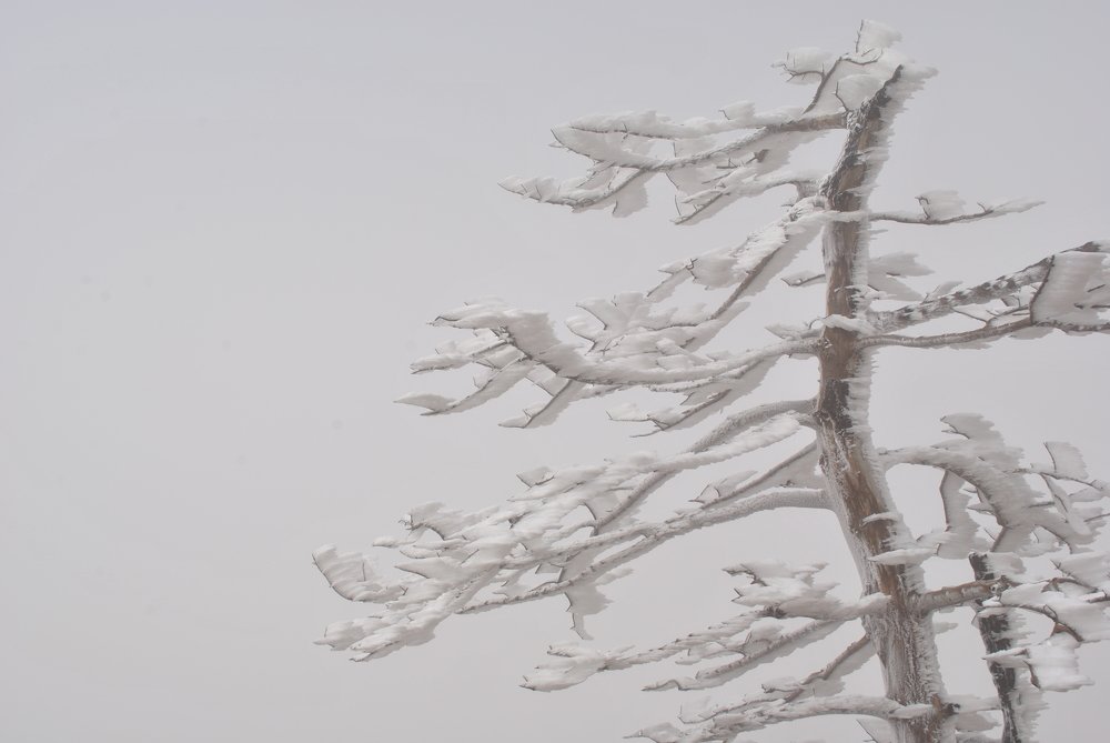 Frozen tree
