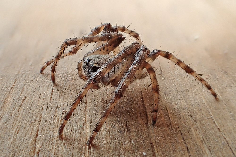 Полуденный гость