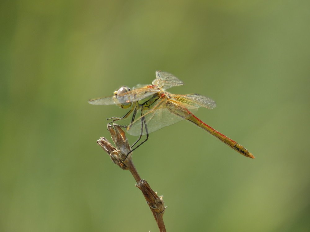 "Чудо природы"