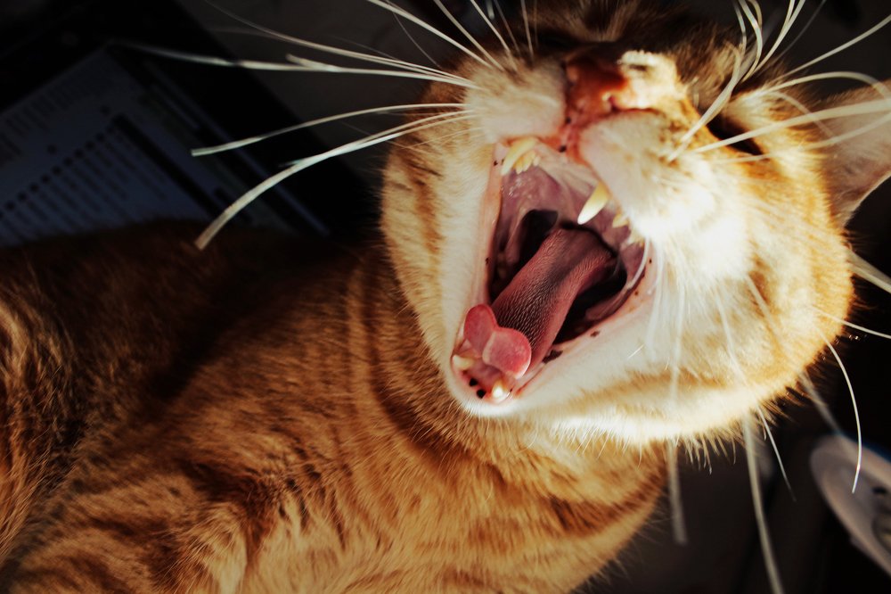 Photograph by Ружана Вячорка