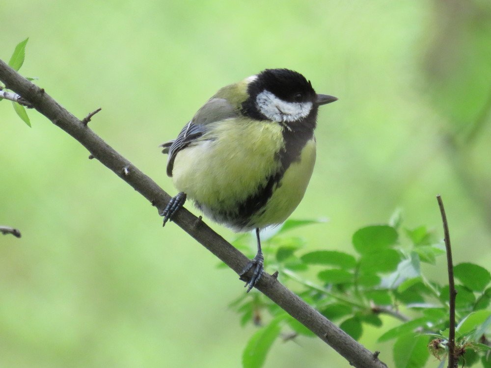 "Фотомодель"