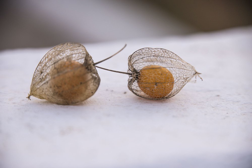 Photograph by Carmen Vich