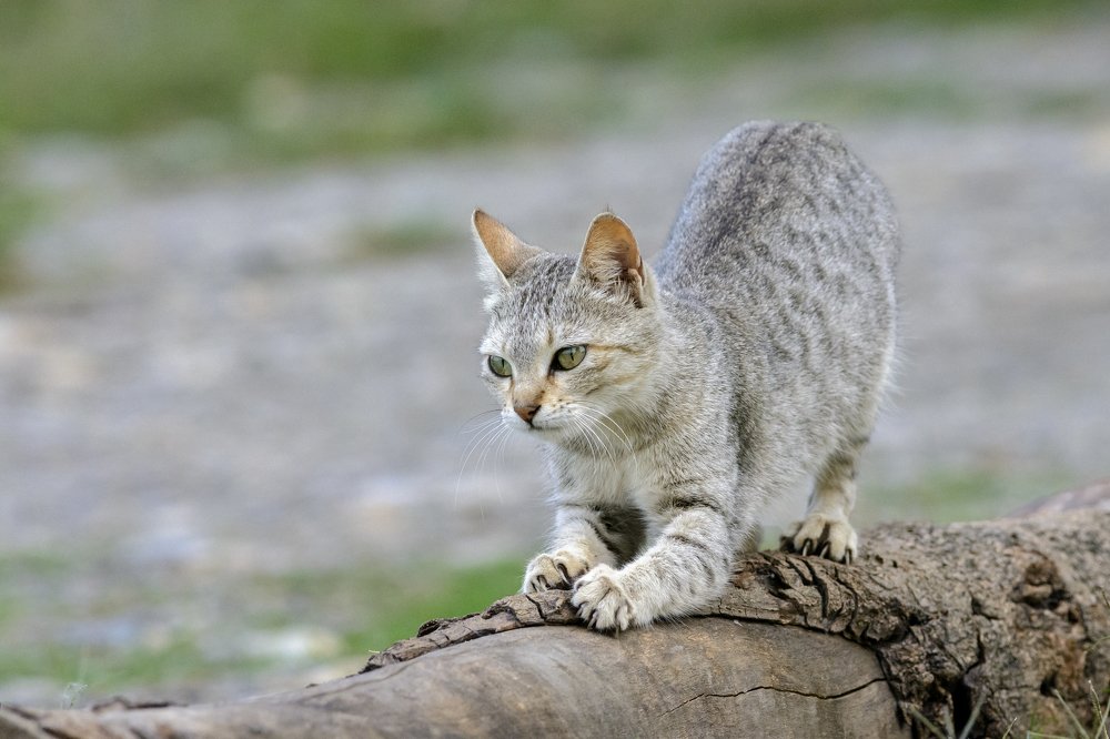 Photograph by Mousam Ray