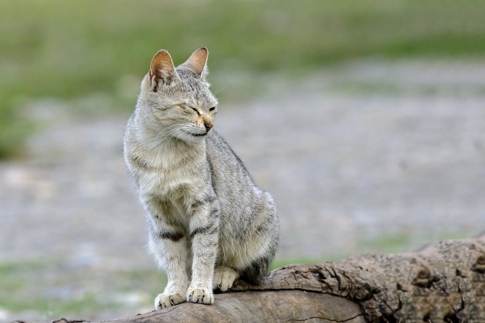 Photograph by Mousam Ray