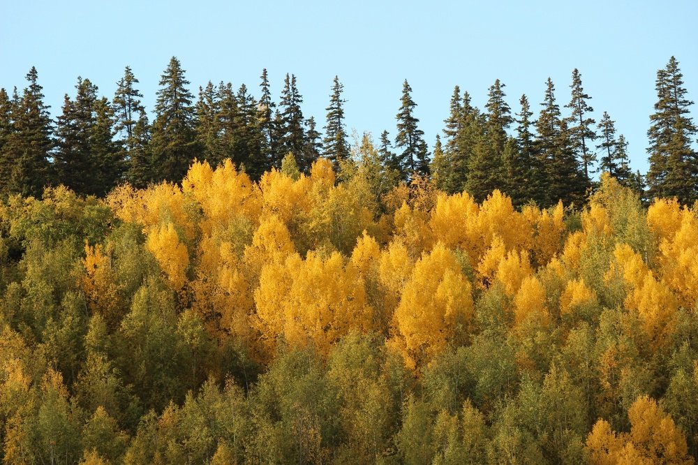 Жёлтая полоса