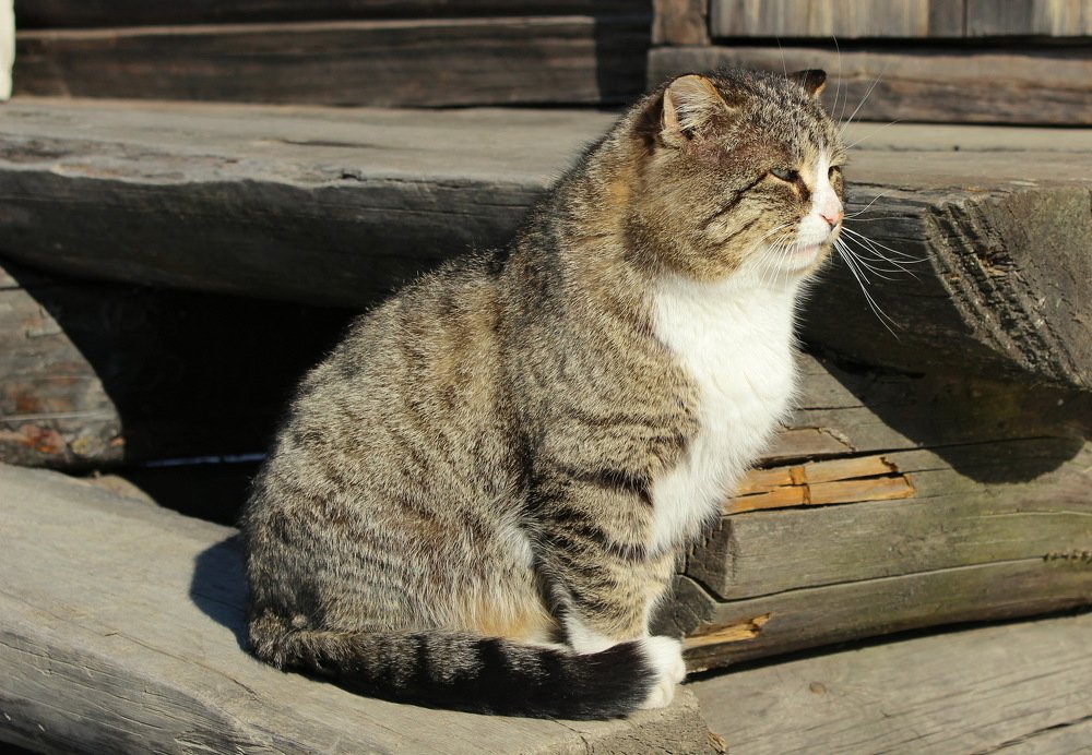 Кот-толстяк