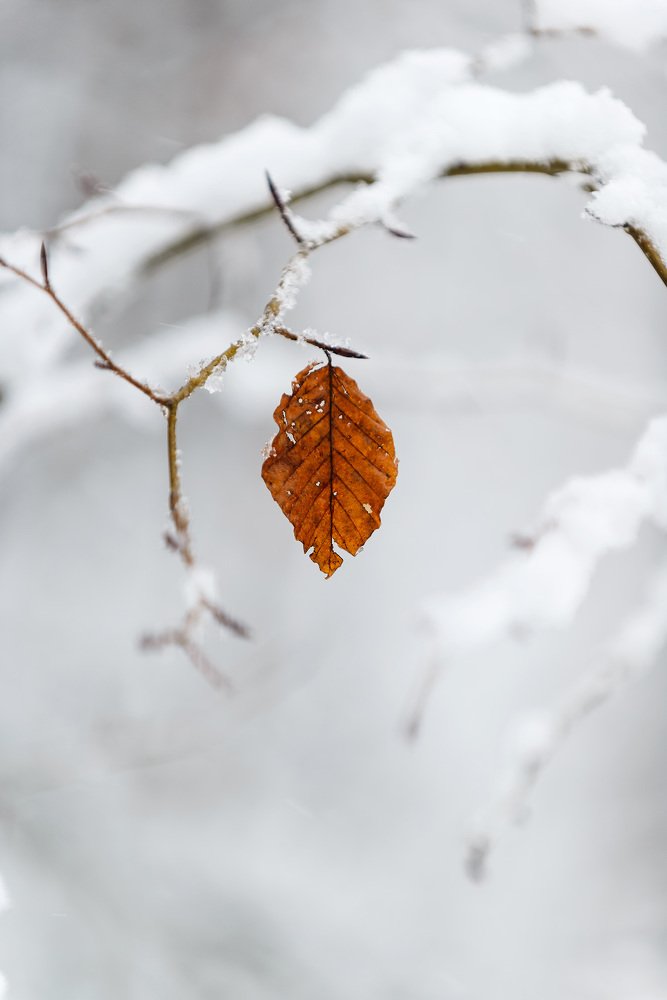 Photograph by Александр Константинов