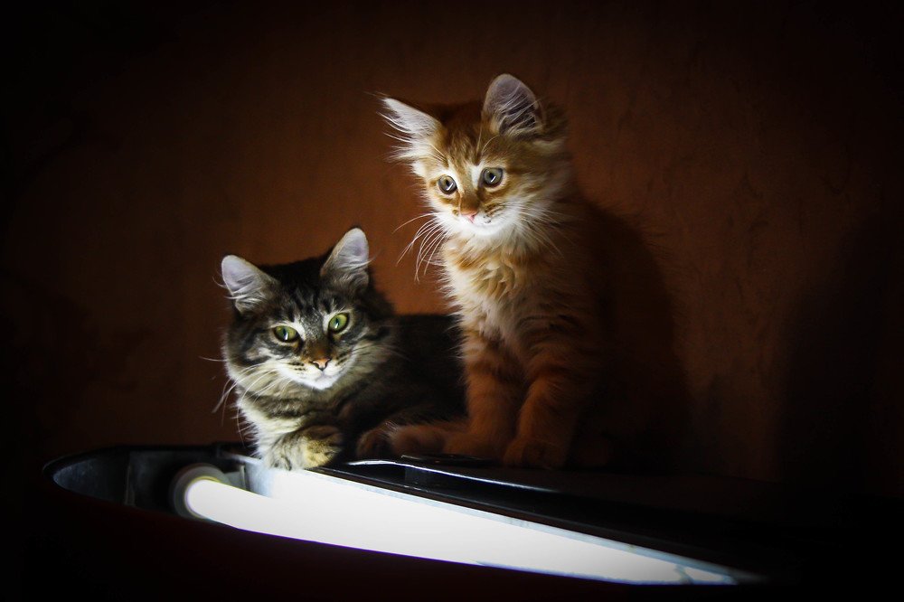 Ириска и Кекс.