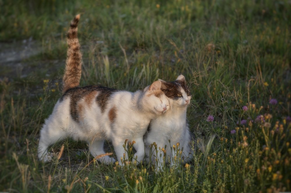 Photograph by Сергей Приходько