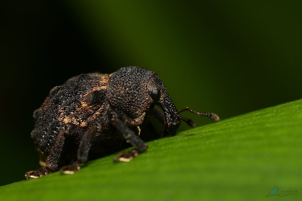 Photograph by Sandeep Priyadarshi