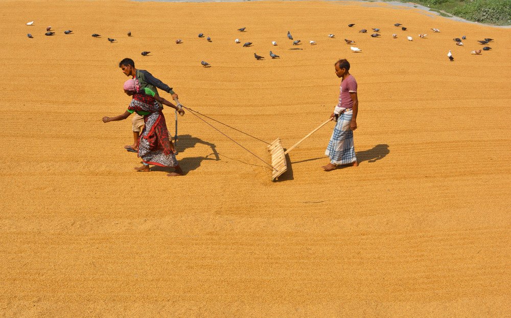 Paddy drying